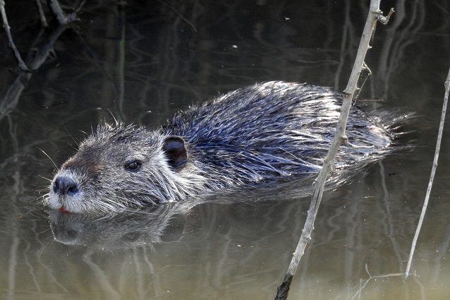 nutriacover