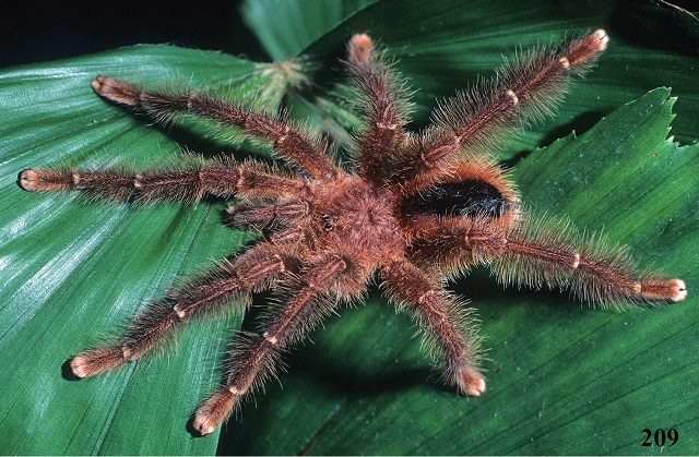 Avicularia lynnae
