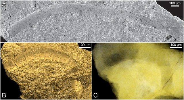 piantafossile1