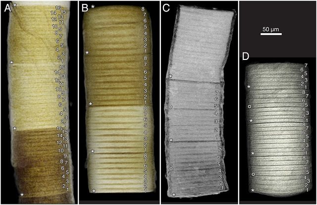 piantafossile2