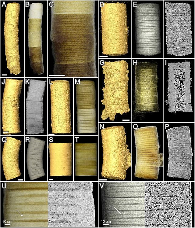 piantafossile3