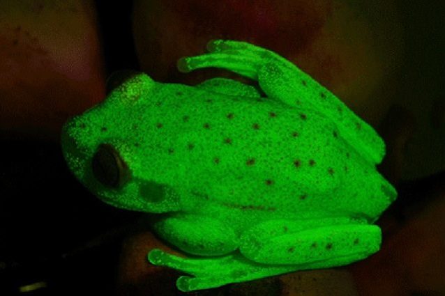 raganella fluorescente