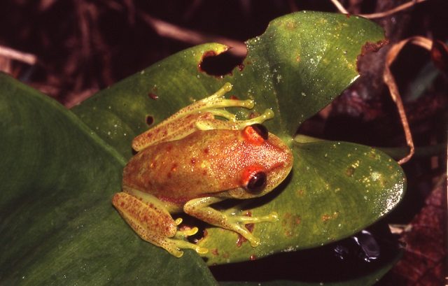 Una raganella a pois alla luce naturale: Foto di Andrea Schutler https://fr.wikipedia.org/wiki/Hypsiboas_punctatus#/media/File:Hypsiboas_punctatus01a.jpg