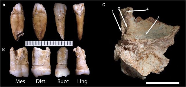 Altri reperti recuperati nella grotta portoghese