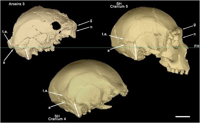 La ricostruzione tridimensionale del cranio