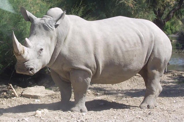 Vince, il rinoceronte bianco ucciso in uno zoo per il suo corno: qui doveva essere al sicuro