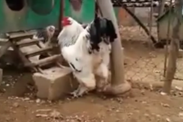 Ma che razza di pollo è? È gigante, esiste davvero, ma è comunque sconvolgente