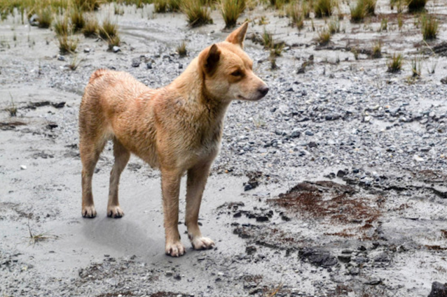 È il più raro e antico del mondo: ritrovato in natura il cane 'cantante' della Nuova Guinea
