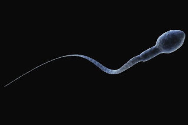 Svelato il mistero della corsa degli spermatozoi: con questo balletto raggiungono l'utero