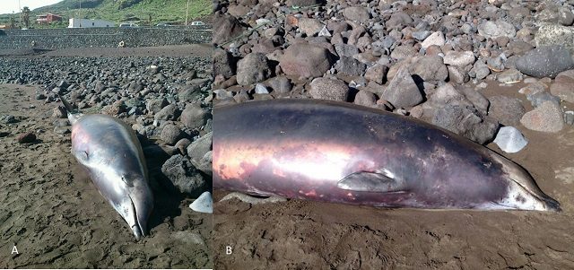 Un mesoplodonte di True spiaggiato sull'isola di Faial (Azzorre) Credit Baudilio Quintero https://peerj.com/articles/3059/