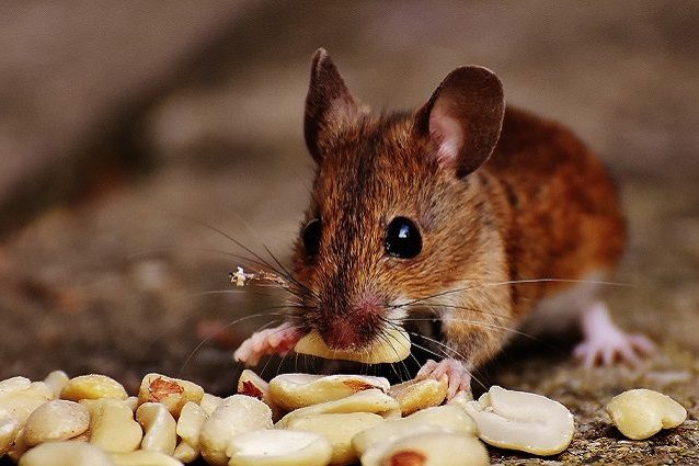 topo mangia