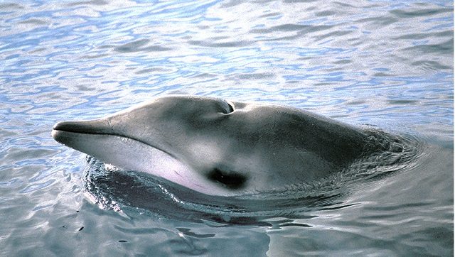 Il caratteristico 'muso' del mesoplodonte di True