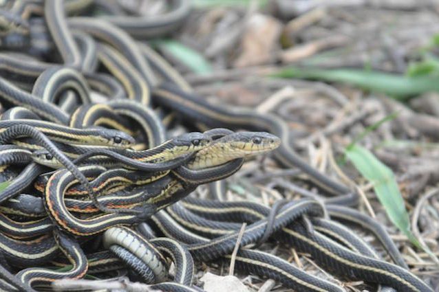 I serpenti maschi sono ossessionati dal sesso e fanno orge fino a morire