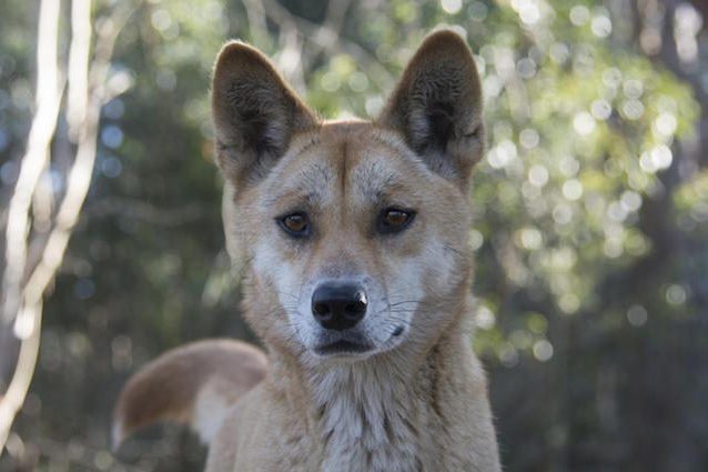 Sandy, il dingo con il DNA più 'figo' del mondo: perché è così interessante e unico