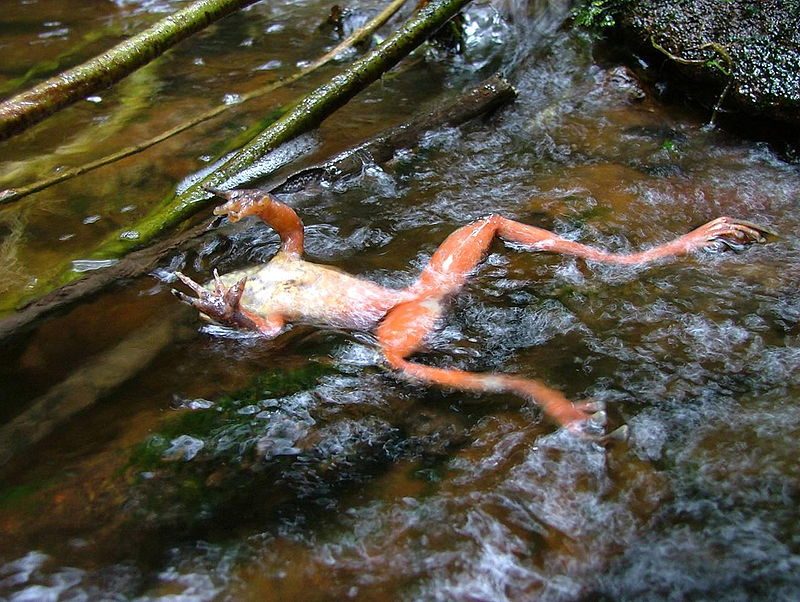 Una rana uccisa dal fungo : credit wikipedia