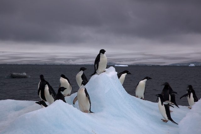 Foto da Wikipedia