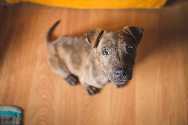 Che origine ha il tuo cane? Scoprilo con la più completa mappa evolutiva delle razze