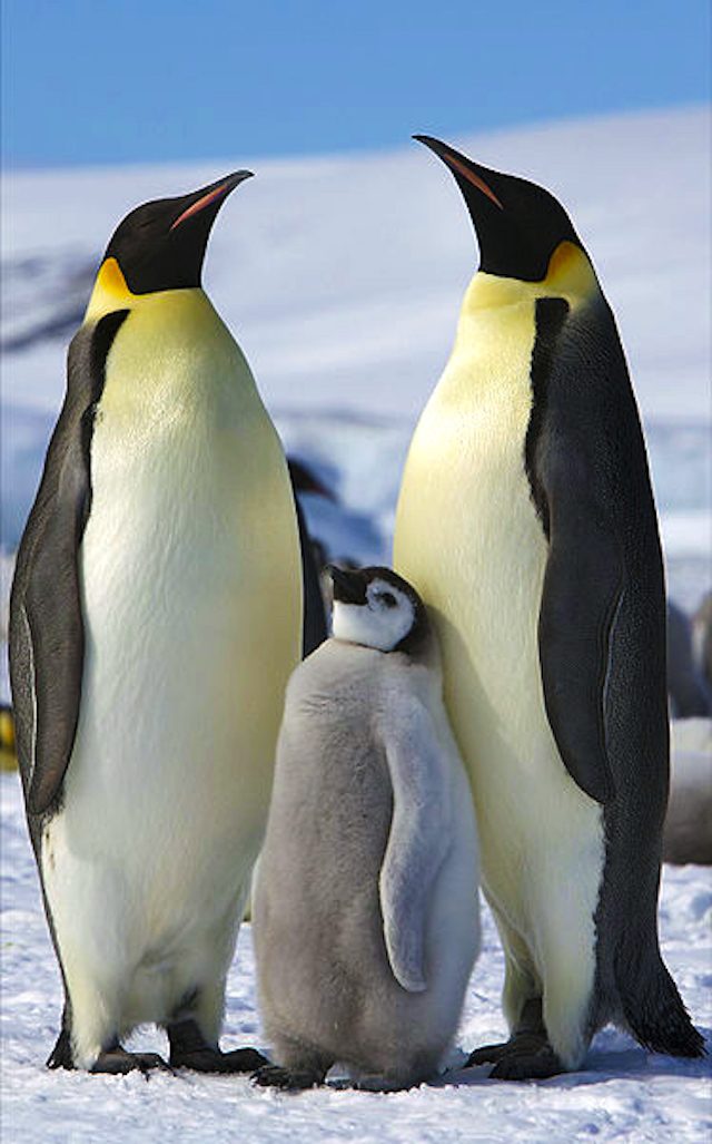Foto da Wikipedia