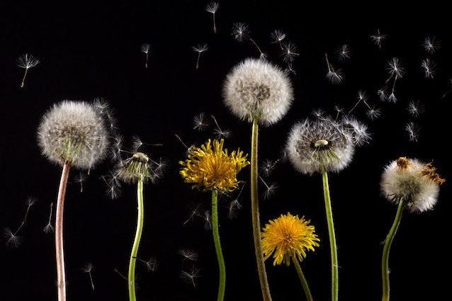 6 consigli utili per contrastare gli effetti negativi dell'allergia ai pollini