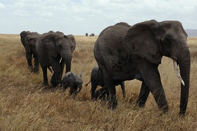Le feci degli elefanti proteggono la biodiversità e gli equilibri della savana: ecco come