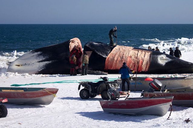 Chris, 16 anni, ha ucciso una balena di 200 anni. “È una tradizione”: choc in Alaska