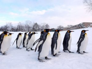 Overdose di pinguini, oggi è la loro giornata: 5 cose da sapere su questi uccelli in frac