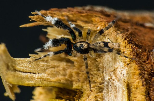 Gnaphosidae ceryerda