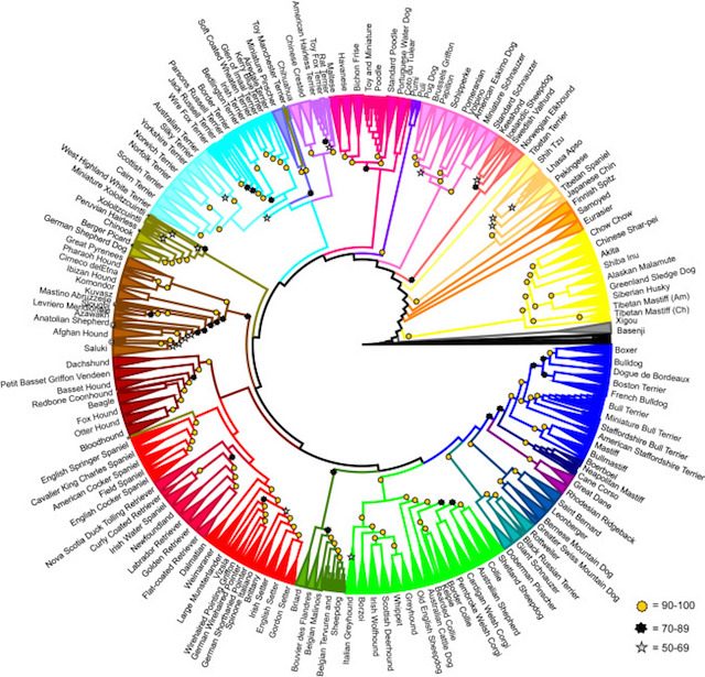 Foto di NIH Dog Genome Project 