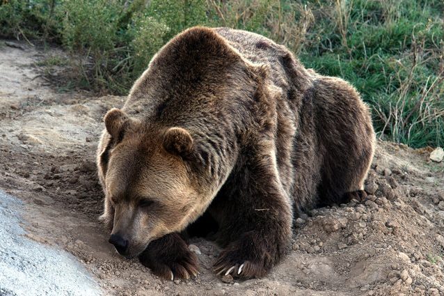 grizzly