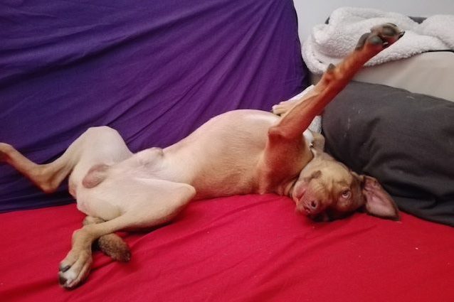 Cosa fa il tuo cane quando è a casa da solo