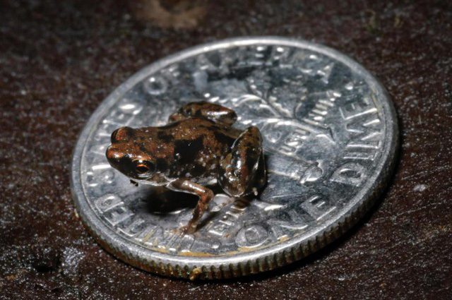 Paedophryne amauensis, la rana più piccola del mondo misura solo 7,7 millimetri: credit Rittmeyer EN
