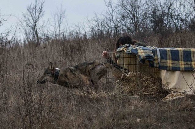 Il momento della liberazione: credit P.Taranto/Centro Tutela e Ricerca Fauna Esotica e Selvatica Monte http://www.centrotutelafauna.org/appr/IL_LUPO_CONNOR_TORNA_IN_LIBERTA%27%21.xhtmlAdone