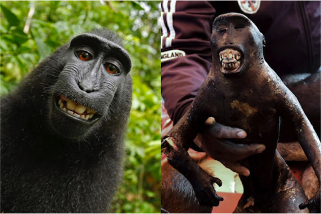 Il macaco da selfie più famoso del mondo rischia l'estinzione: ce li stiamo mangiando tutti