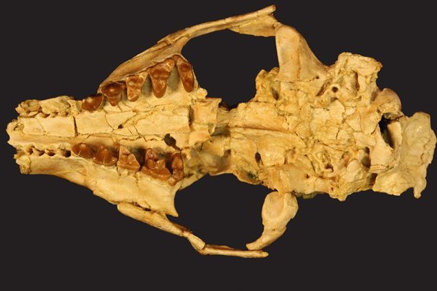 Scoperta una nuova specie di carnivoro estinto: i fossili hanno 34 milioni di anni