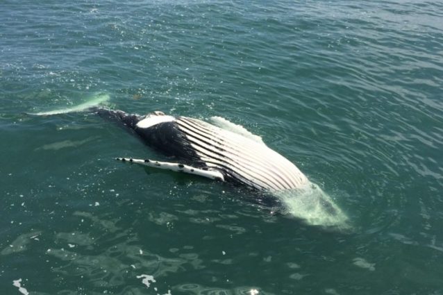 Strage di megattere nell'Atlantico: morte già 41 dal 2016. La causa? Forse il morbillo