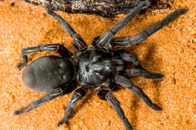 Mygalomorphae barychelidae Idiomata