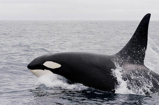 Un'orca: foto di skeeze https://pixabay.com/it/killer-whale-orca-violando-ocean-1945421/