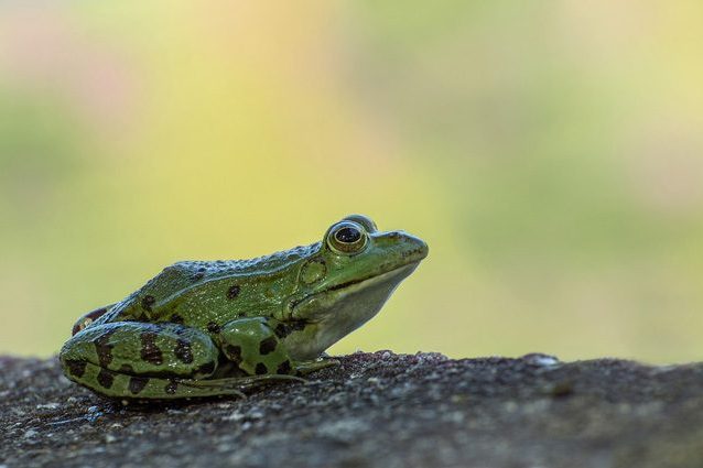 5 cose assurde sulle rane che ti faranno impazzire per questi anfibi che saltano