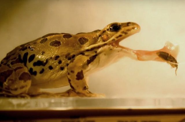 Una rana cattura una preda: credit Georgia Tech