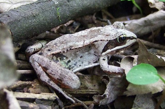Una rana lignea fotografata in Canada: credit W–van