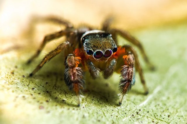 Saliticidae jotus auripes