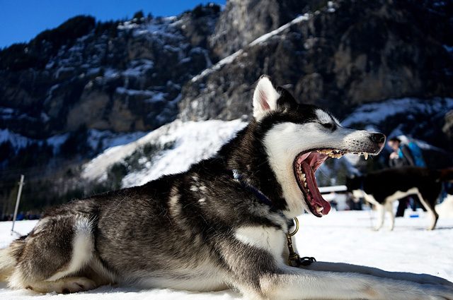 Un husky che sbadiglia: https://pixabay.com/it/cane-stanco-sbadiglio-denti-slitta-1246203/