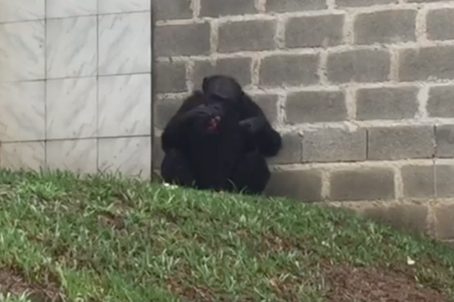 Le prime commoventi immagini di Cecilia libera, lo scimpanzé triste chiuso 20 anni in uno zoo