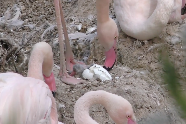 Se sei pazzo per i fenicotteri rosa, ecco un video per te: è record di nascite in Italia