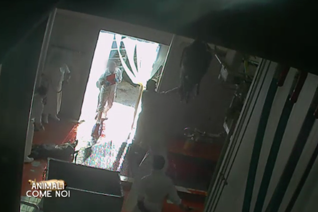 Bufalini lanciati per aria e sgozzati vivi, le immagini choc di un macello di Frosinone