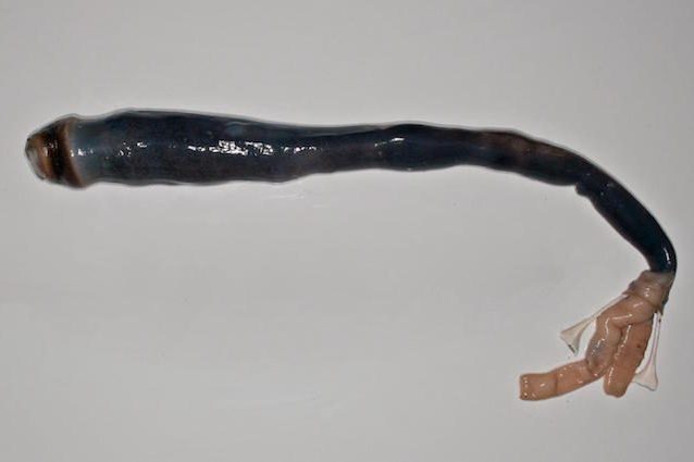 Esiste davvero! Trovato vivo il primo 'verme' gigante e nero che mangia zolfo: ecco chi è