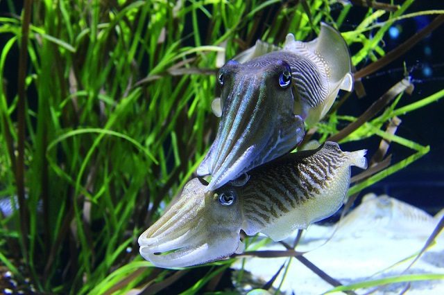 Seppie: credit Annunako https://pixabay.com/it/calamari-accoppiamento-tentacoli-1742361/
