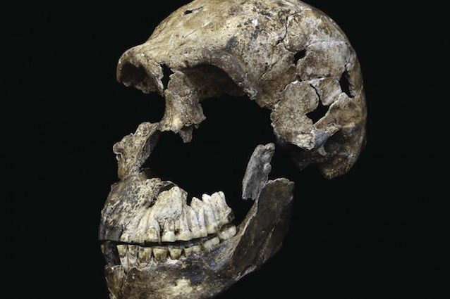 Quando l'Homo naledi incontrò i nostri antenati in Africa: novità dalla Rising Star Cave