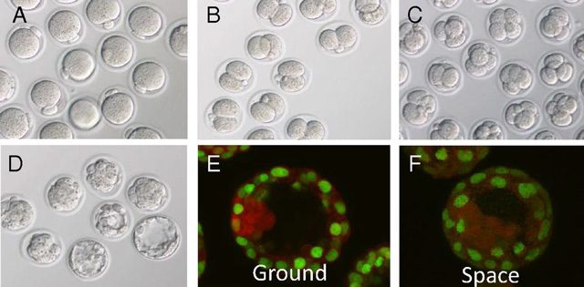 La crescita delle cellule