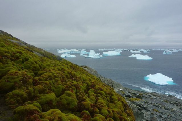 Il riscaldamento globale sta traformando l'Antartide: è sempre più verde